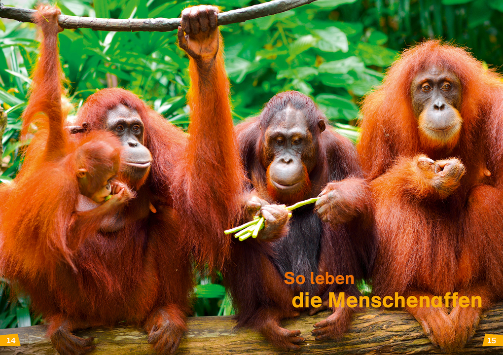 Weitere Ansicht: WAS IST WAS Erstes Lesen Band 22. Menschenaffen | Christina Braun