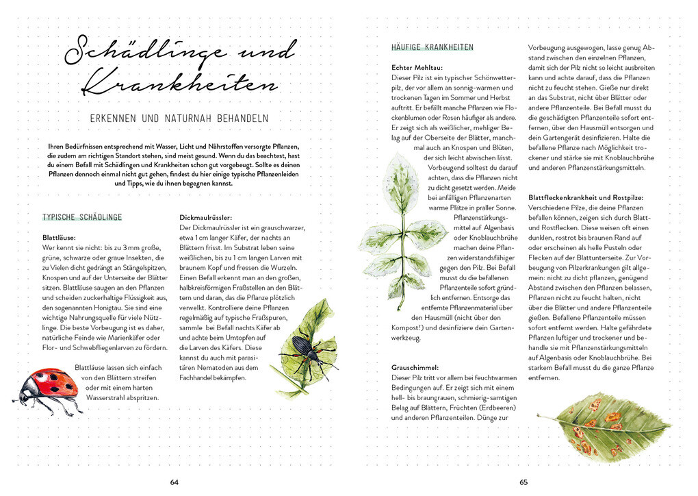 Weitere Ansicht: Mein Bienengarten - Das illustrierte Gartenbuch | Bärbel Oftring