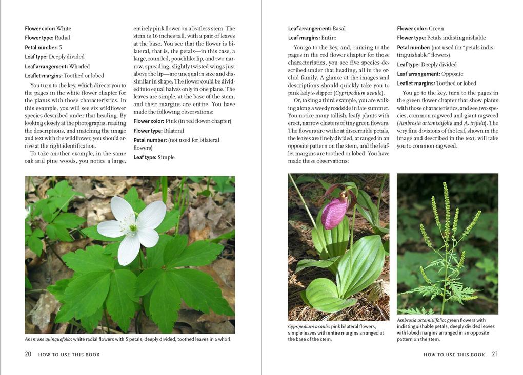 Weitere Ansicht: Wildflowers of the Pacific Northwest | Phyllis Gustafson, Mark Turner
