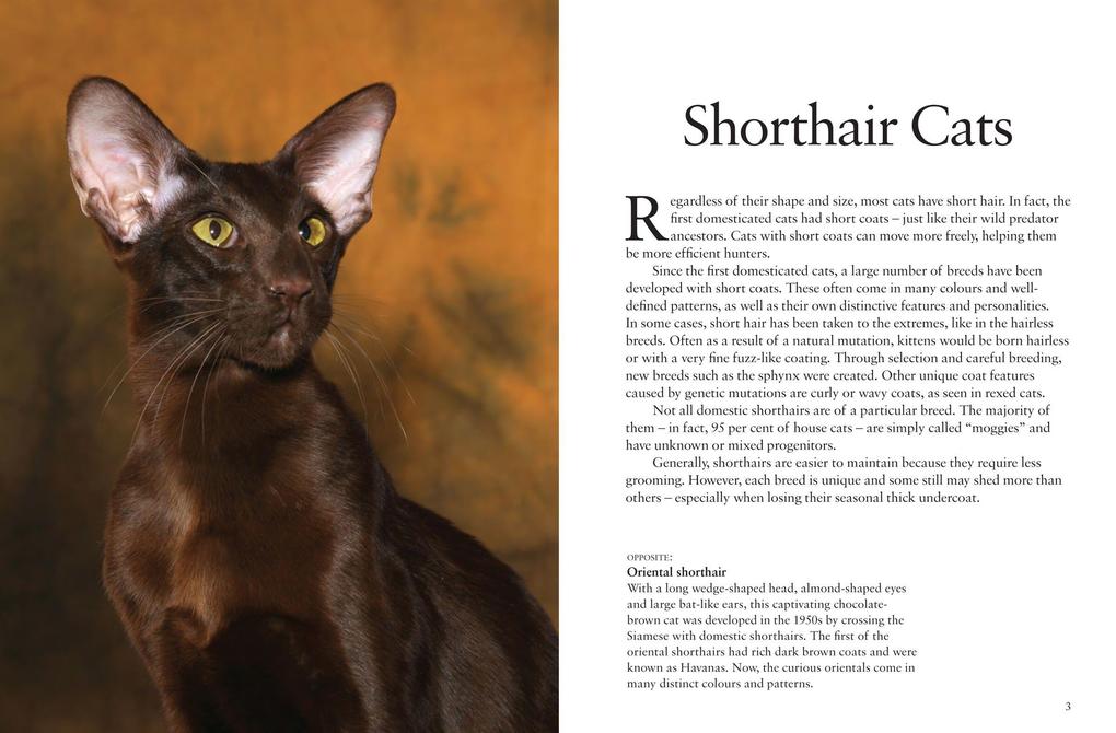 Weitere Ansicht: Cats | Julianna Photopoulos