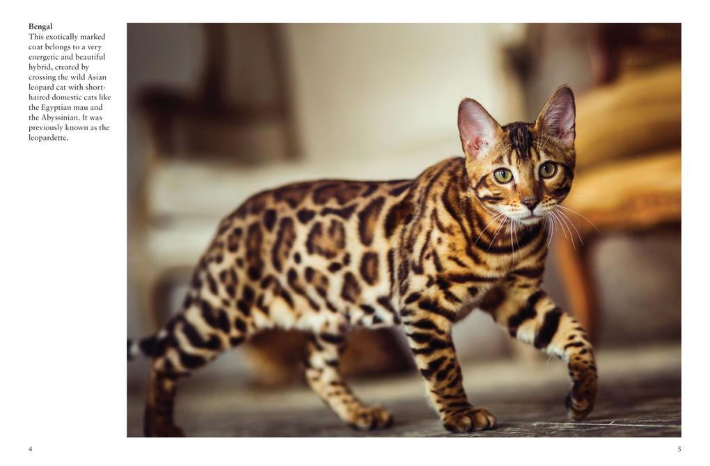 Weitere Ansicht: Cats | Julianna Photopoulos