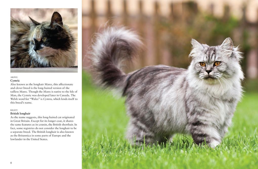 Weitere Ansicht: Cats | Julianna Photopoulos