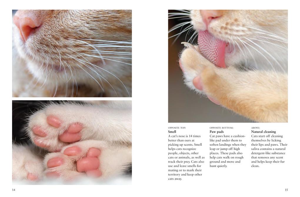 Weitere Ansicht: Cats | Julianna Photopoulos