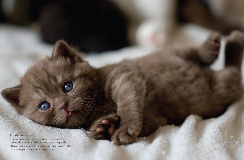 Weitere Ansicht: Cats | Julianna Photopoulos