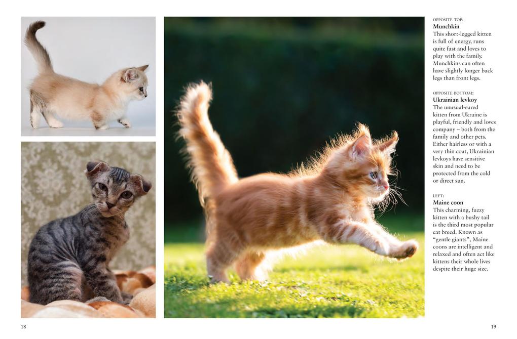 Weitere Ansicht: Cats | Julianna Photopoulos