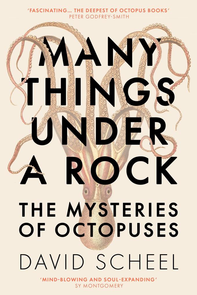 Produktbild: Many Things Under a Rock | David Scheel