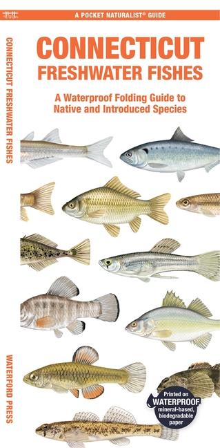 Produktbild: Connecticut Freshwater Fishes | Matthew Morris