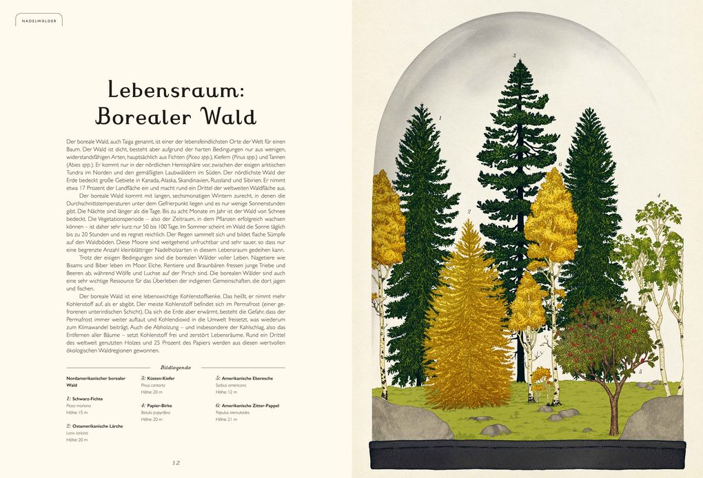 Weitere Ansicht: Das Museum der Bäume | Tony Kirkham, Katie Scott