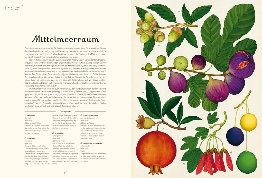 Weitere Ansicht: Das Museum der Bäume | Tony Kirkham, Katie Scott