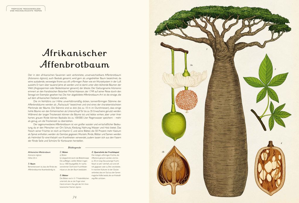 Weitere Ansicht: Das Museum der Bäume | Tony Kirkham, Katie Scott