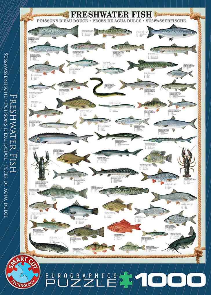 Weitere Ansicht: Süßwasserfische