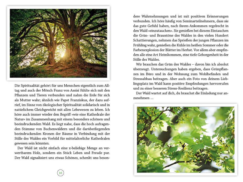 Weitere Ansicht: Wohlfühlort Wald | Peter Butenuth