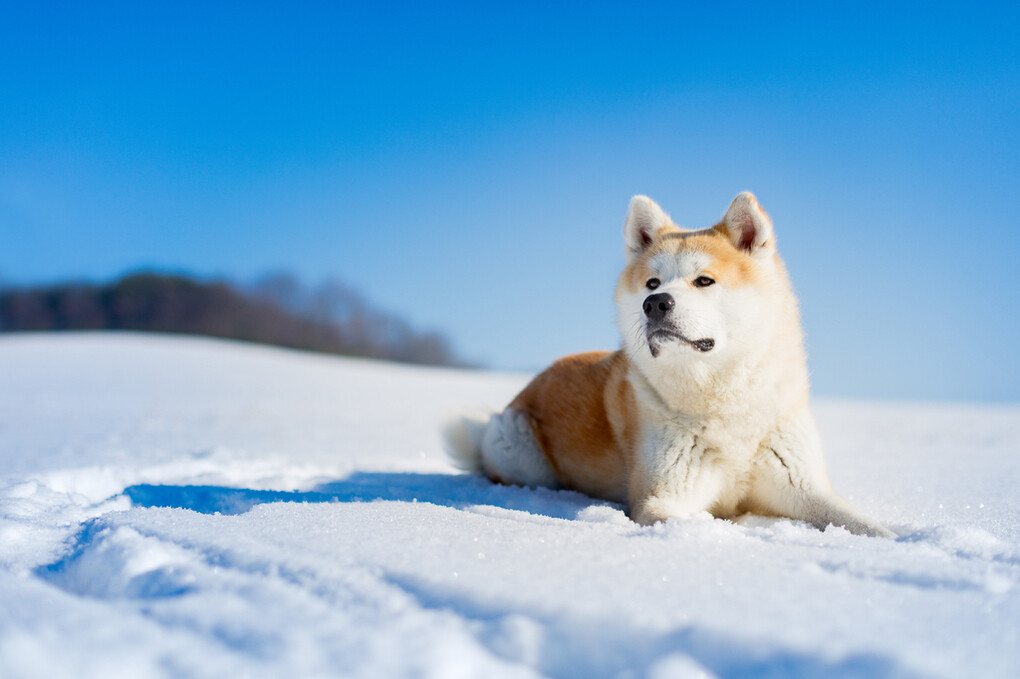 Weitere Ansicht: Lais Puzzle Akita Inu 2000 Teile