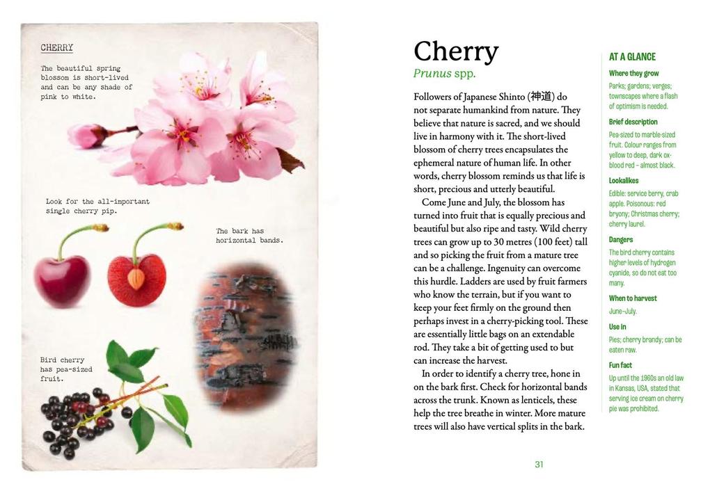 Weitere Ansicht: The First-Time Forager | Andy Hamilton