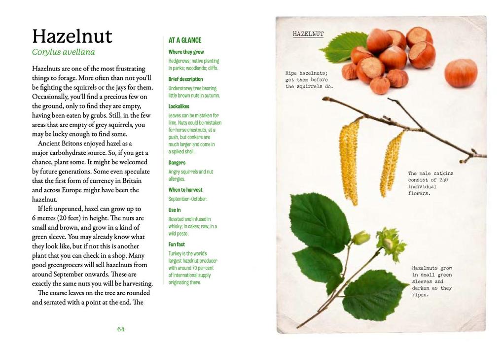 Weitere Ansicht: The First-Time Forager | Andy Hamilton