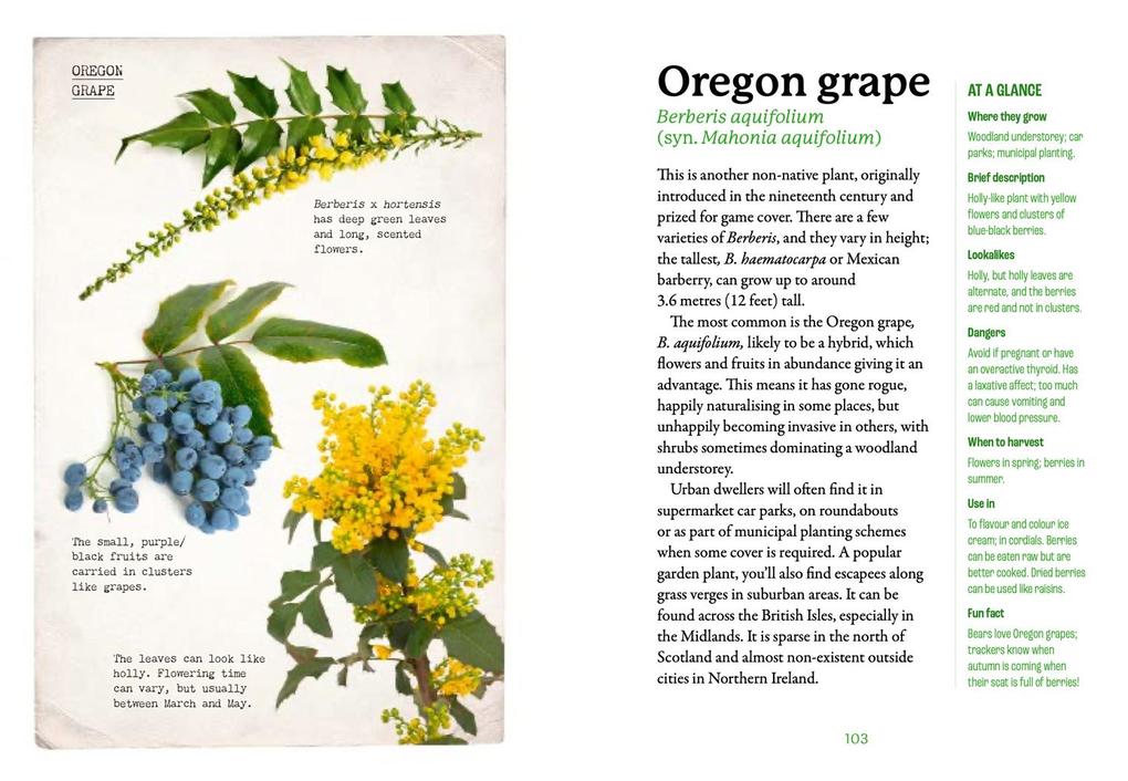 Weitere Ansicht: The First-Time Forager | Andy Hamilton