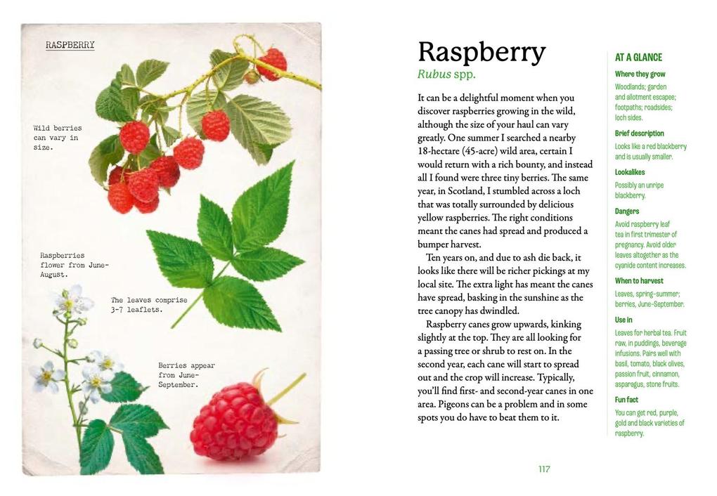 Weitere Ansicht: The First-Time Forager | Andy Hamilton