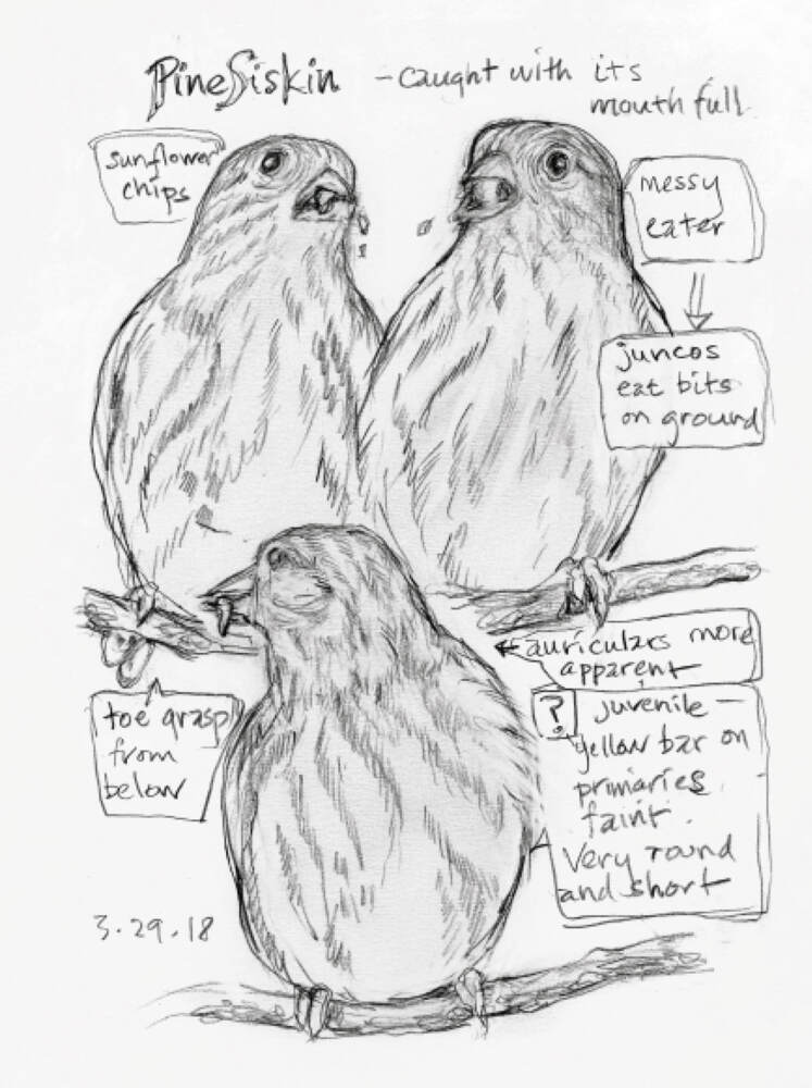 Weitere Ansicht: The Backyard Bird Chronicles | Amy Tan