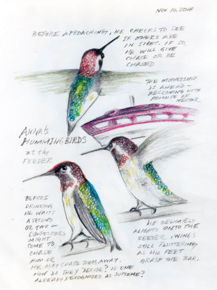 Weitere Ansicht: The Backyard Bird Chronicles | Amy Tan