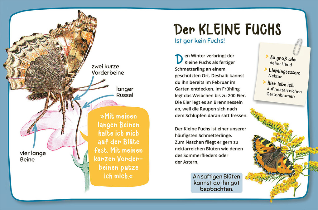 Weitere Ansicht: Mein erster Naturführer Was lebt im Garten? | Julia Hiller