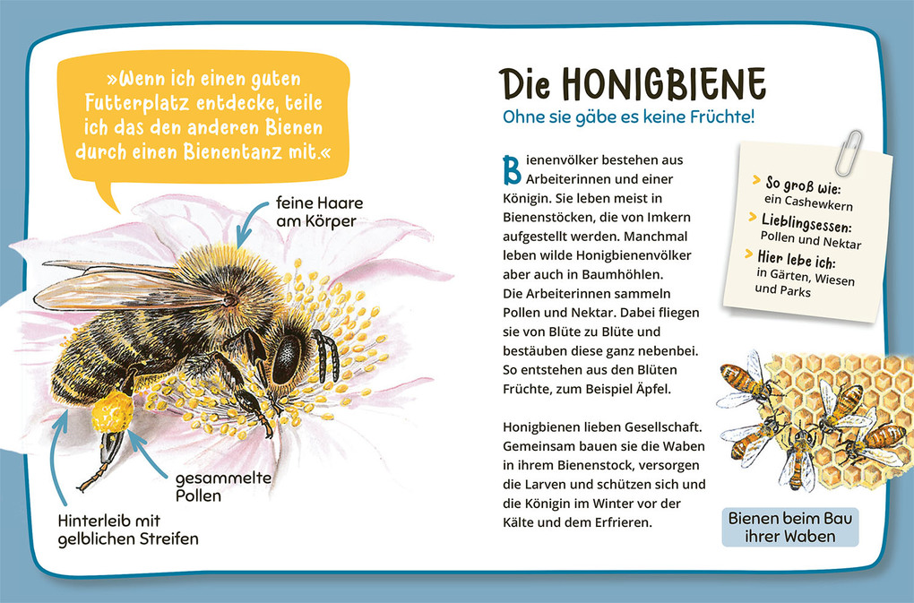 Weitere Ansicht: Mein erster Naturführer Was lebt im Garten? | Julia Hiller