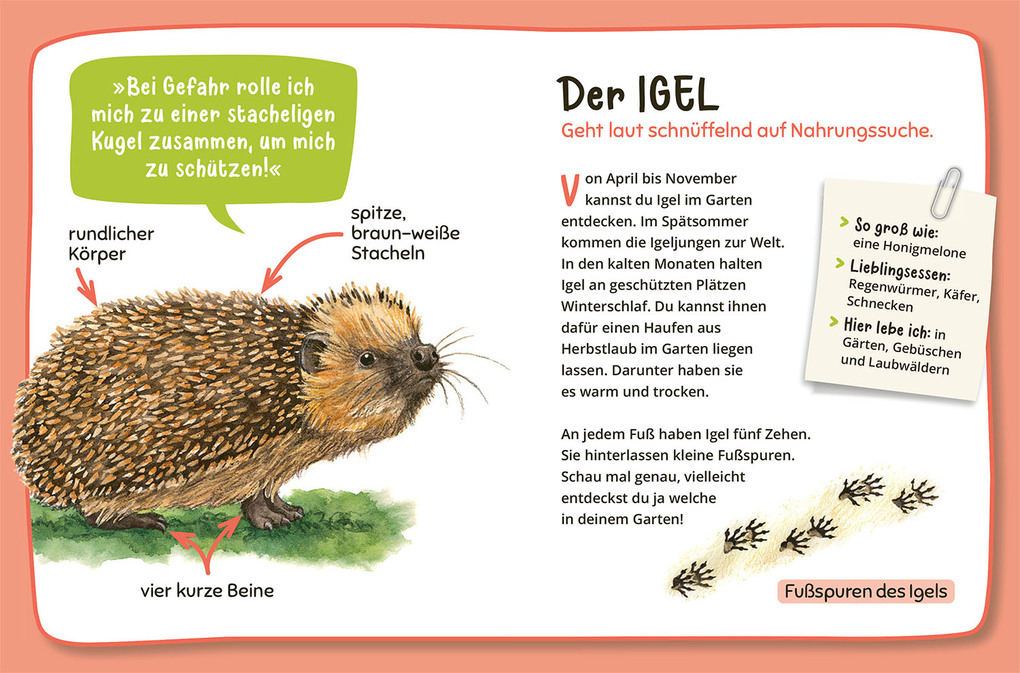 Weitere Ansicht: Mein erster Naturführer Was lebt im Garten? | Julia Hiller