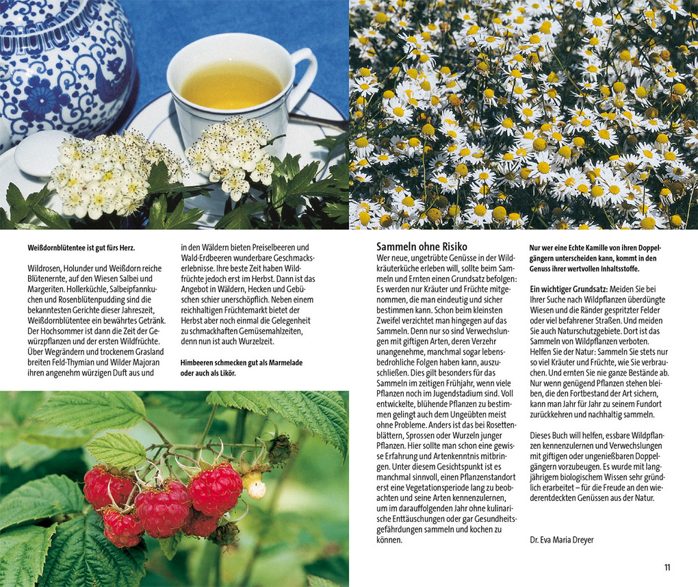 Weitere Ansicht: Essbare Wildkräuter und ihre giftigen Doppelgänger | Eva-Maria Dreyer