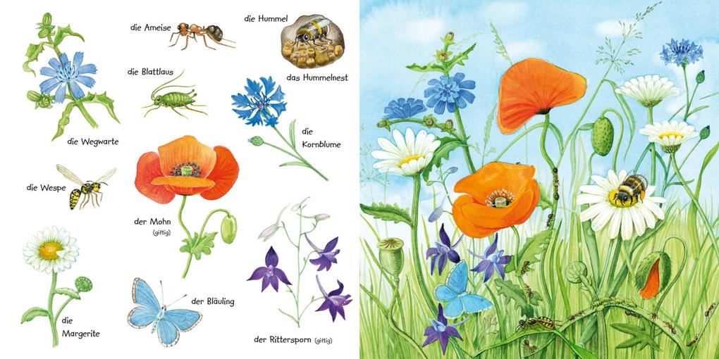 Weitere Ansicht: Mein kleines buntes Bildwörterbuch: Krabbeltiere und Blümchen