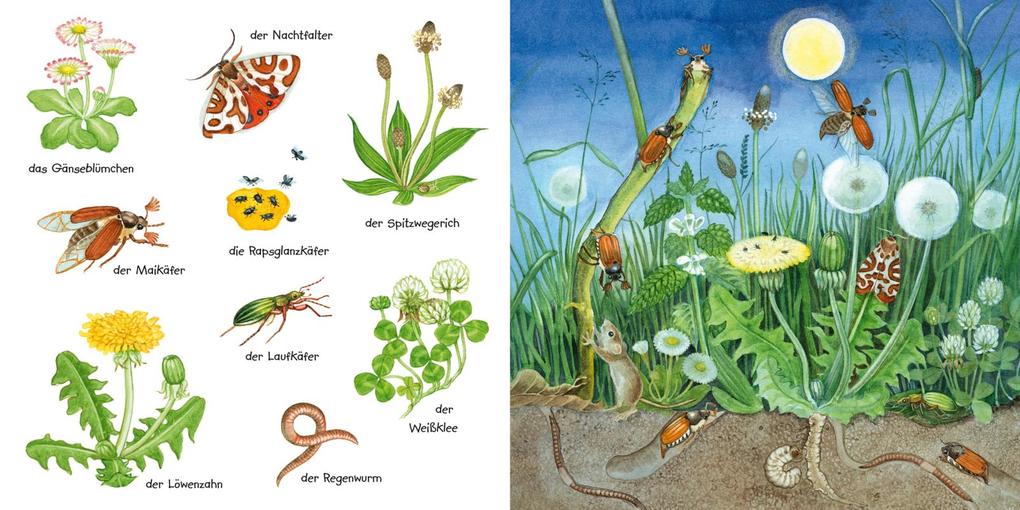Weitere Ansicht: Mein kleines buntes Bildwörterbuch: Krabbeltiere und Blümchen