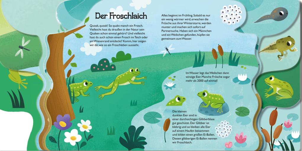 Weitere Ansicht: Von der kleinen Kaulquappe zum Frosch | Annabel Savery