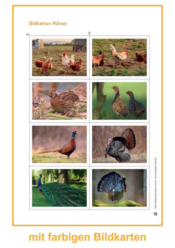 Weitere Ansicht: Hühner | Mareike Brombacher