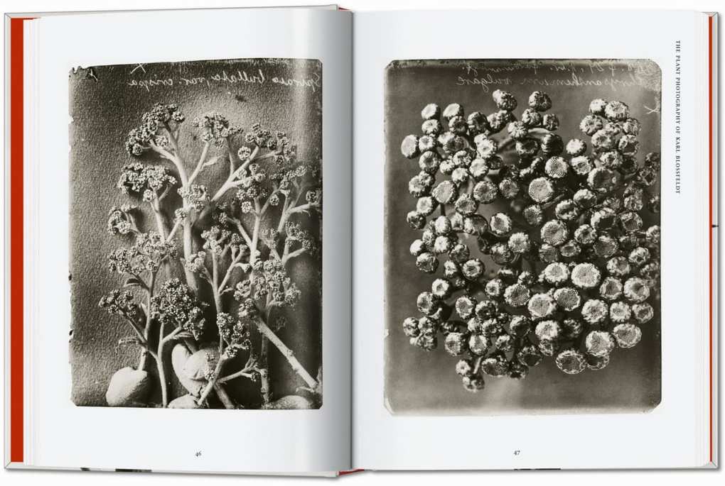 Weitere Ansicht: Karl Blossfeldt. The Complete Published Work. 45th Ed. | Hans Christian Adam
