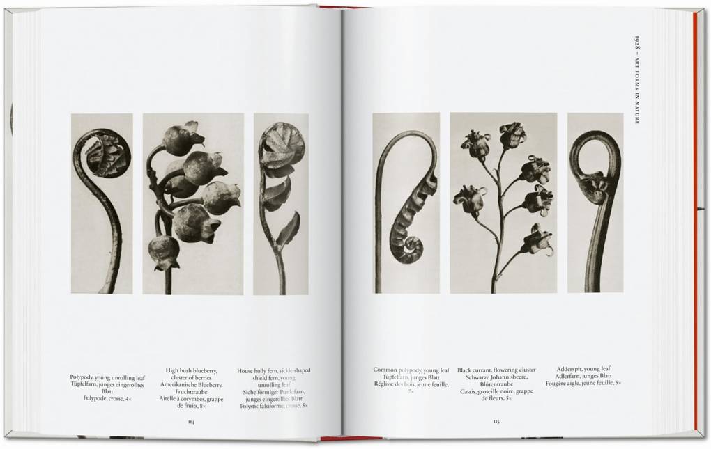 Weitere Ansicht: Karl Blossfeldt. The Complete Published Work. 45th Ed. | Hans Christian Adam