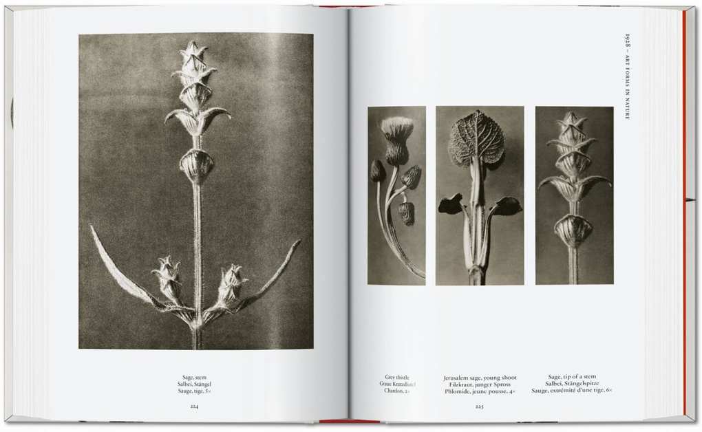 Weitere Ansicht: Karl Blossfeldt. The Complete Published Work. 45th Ed. | Hans Christian Adam