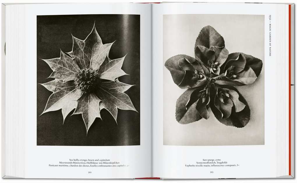 Weitere Ansicht: Karl Blossfeldt. The Complete Published Work. 45th Ed. | Hans Christian Adam
