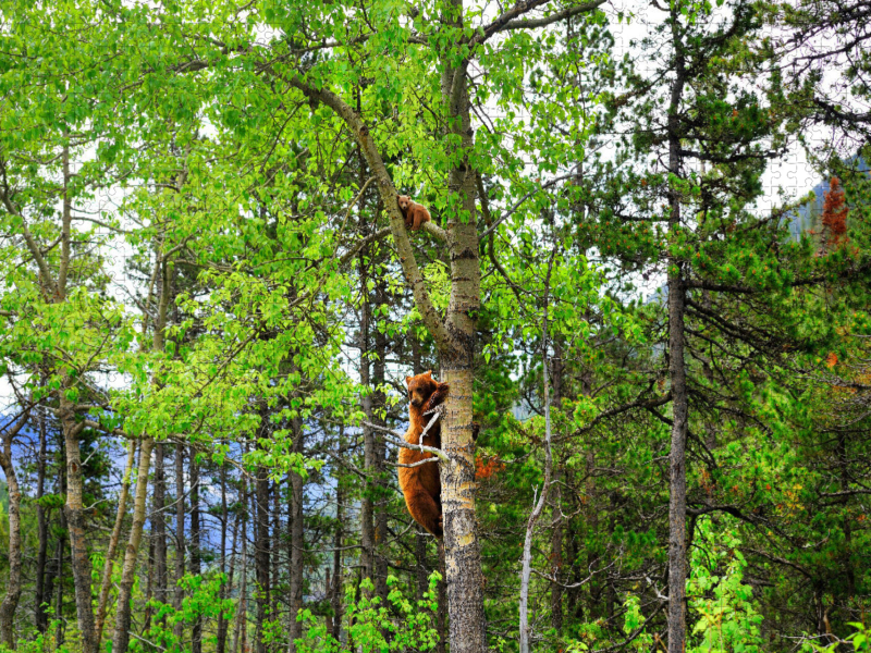 Weitere Ansicht: CALVENDO Puzzle Bei Gefahr schickt ein "Cinnamon Bear" sein junges auf den Baum. Waterton Lakes Nati | Calvendo