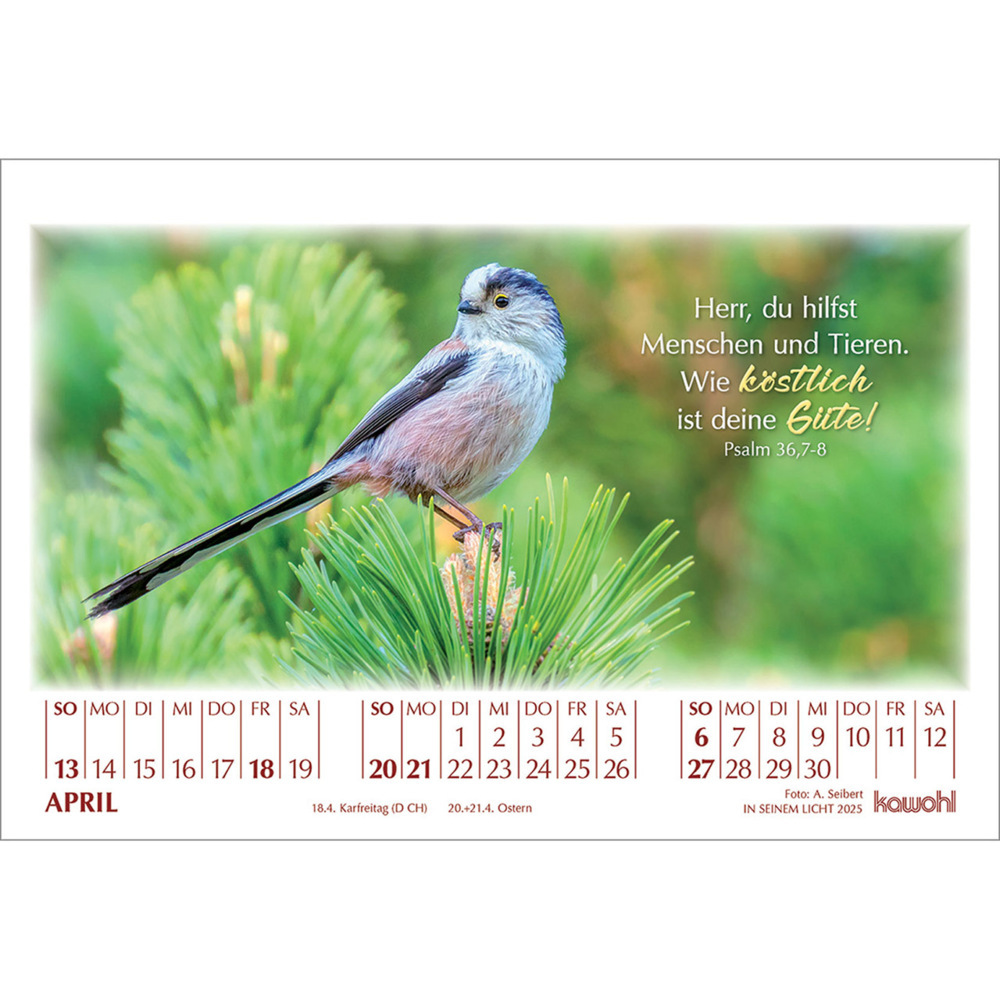 Weitere Ansicht: In seinem Licht 2025