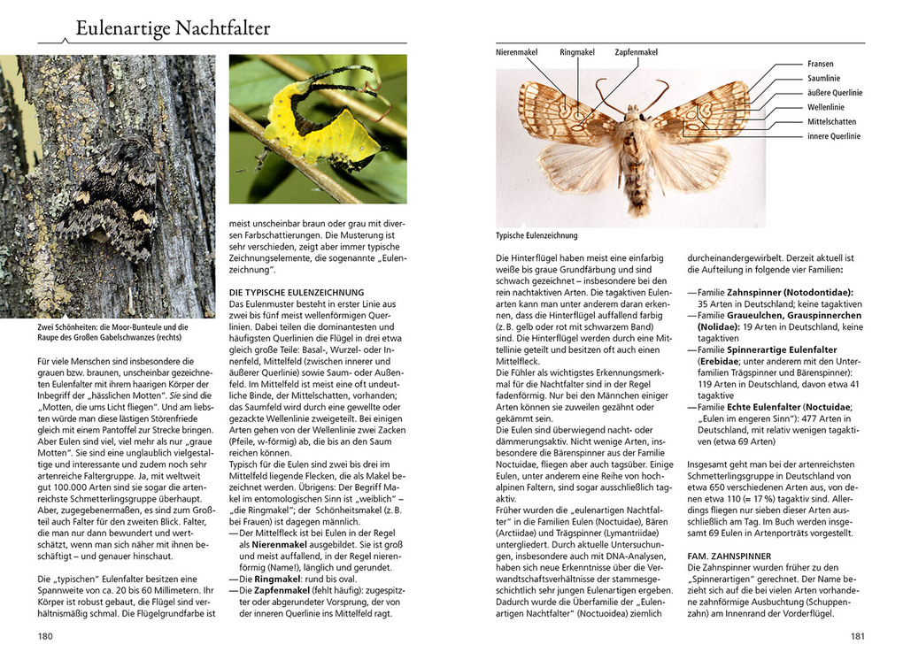 Weitere Ansicht: Tagaktive Nachtfalter | Rainer Ulrich