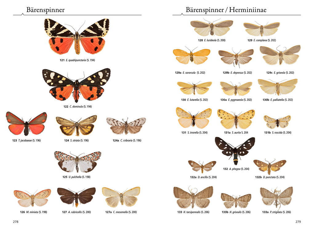 Weitere Ansicht: Tagaktive Nachtfalter | Rainer Ulrich