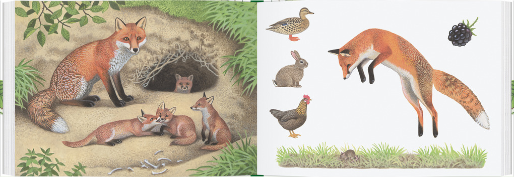 Weitere Ansicht: Tiere im Wald | Thomas Müller