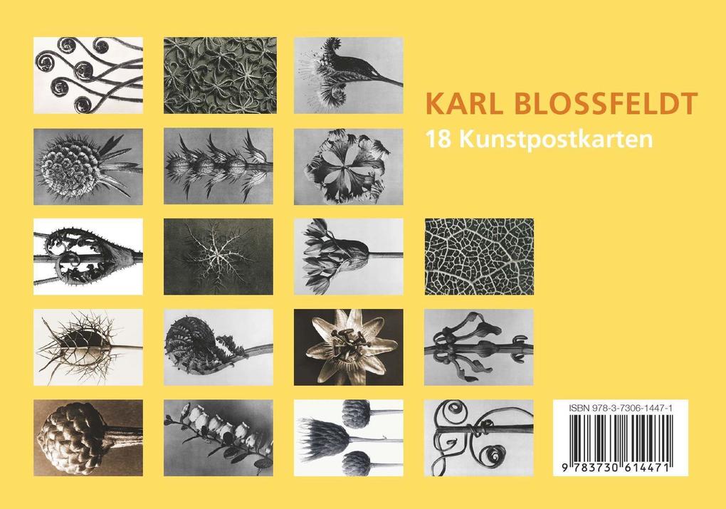 Weitere Ansicht: Postkarten-Set Blossfeldt | Karl Blossfeldt