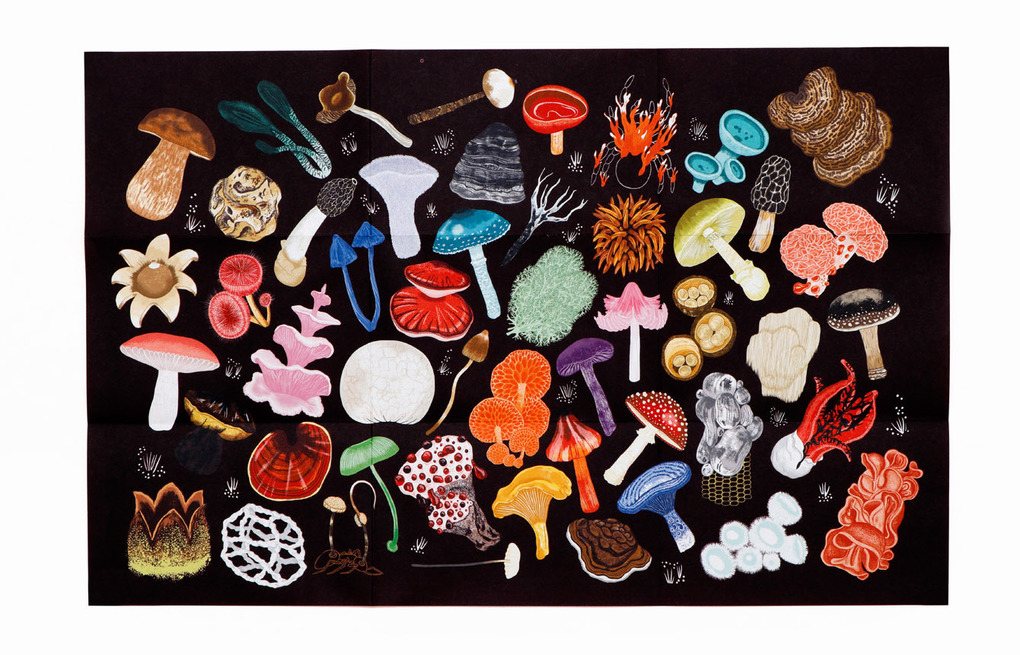 Weitere Ansicht: Das Pilz-Kompendium | Lee Davies