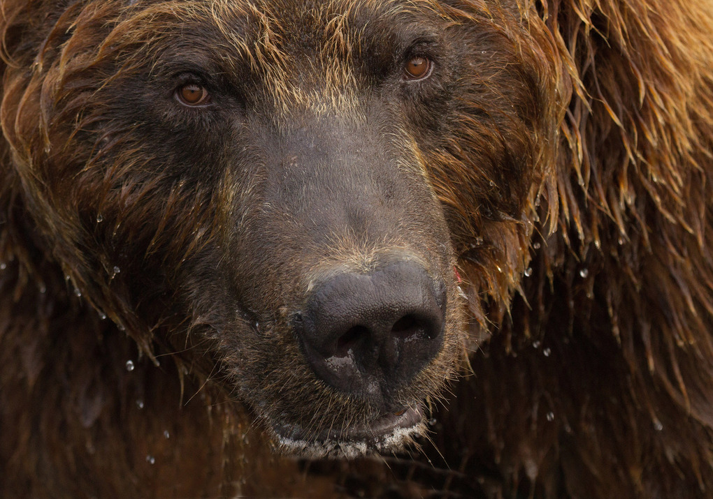 Weitere Ansicht: Bärenhunger | Reno Sommerhalder