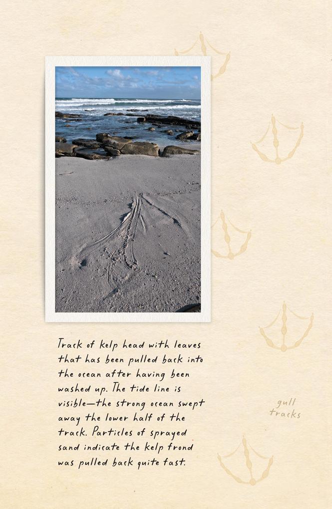 Weitere Ansicht: Amphibious Soul | Criag Foster
