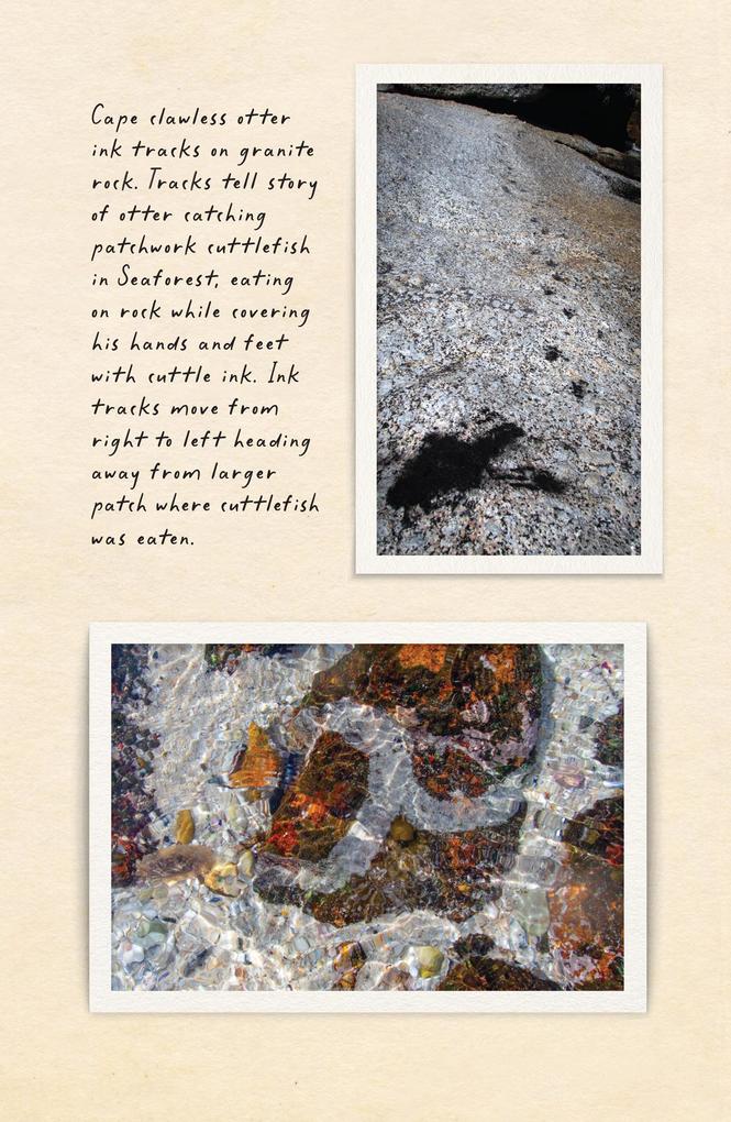 Weitere Ansicht: Amphibious Soul | Criag Foster