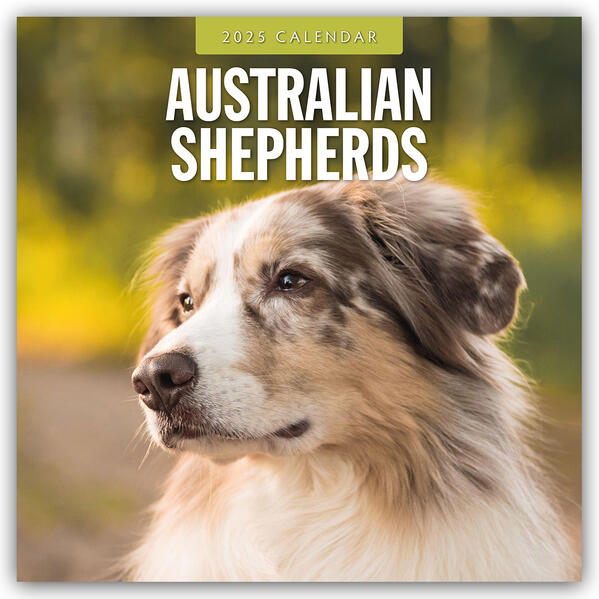 Produktbild: Australian Shepherds - Australian Shepherd 2025 - 16-Monatskalender | Red Robin Publishing Ltd