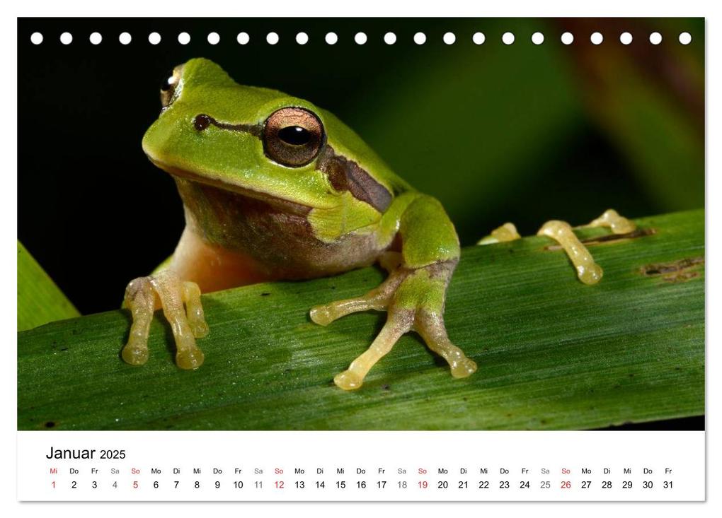 Weitere Ansicht: Heimische Tierwelt (Tischkalender 2025 DIN A5 quer), CALVENDO Monatskalender | Benny Trapp, Calvendo