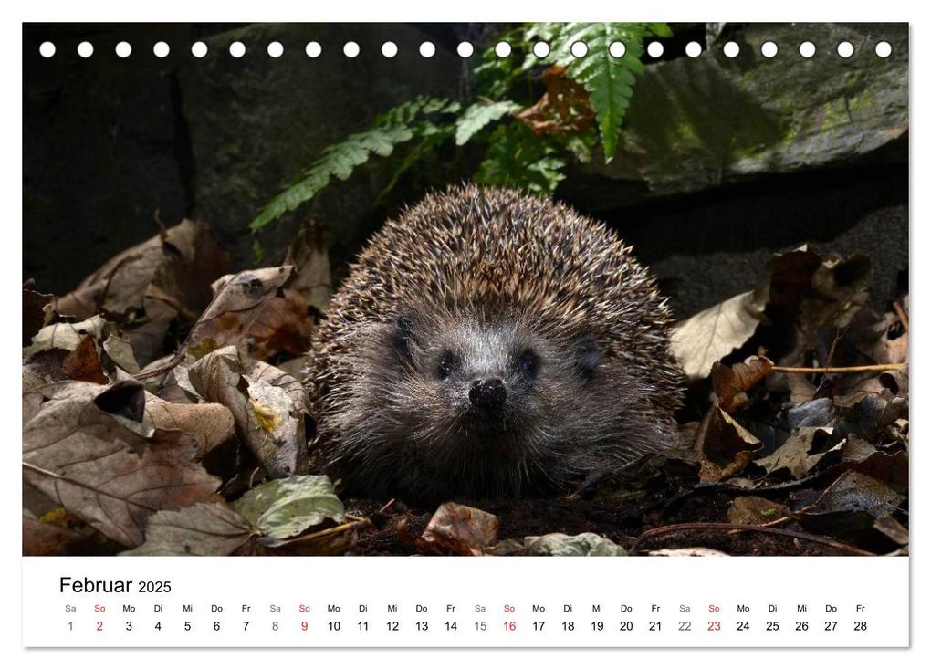 Weitere Ansicht: Heimische Tierwelt (Tischkalender 2025 DIN A5 quer), CALVENDO Monatskalender | Benny Trapp, Calvendo