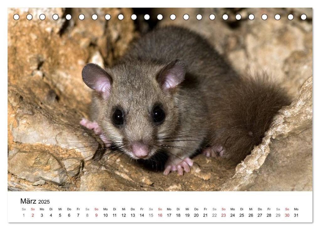Weitere Ansicht: Heimische Tierwelt (Tischkalender 2025 DIN A5 quer), CALVENDO Monatskalender | Benny Trapp, Calvendo