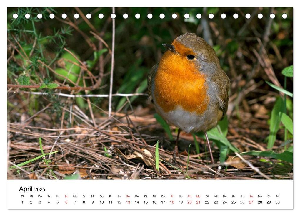 Weitere Ansicht: Heimische Tierwelt (Tischkalender 2025 DIN A5 quer), CALVENDO Monatskalender | Benny Trapp, Calvendo